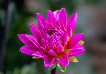 Vibrant Pink Dahlia Bloom: Nature's Stunning Masterpiece