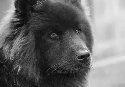 Enigmatic Gaze: Captivating Black Eurasier Portrait