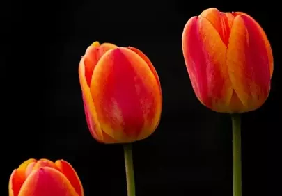 Vibrant Red and Yellow Tulips Against Black