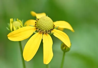 Vibrant Yellow Rudbeckia Blossom: A Summer Garden Delight
