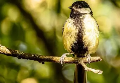 Vibrant Great Tit Perched: Nature's Yellow & Black Gem