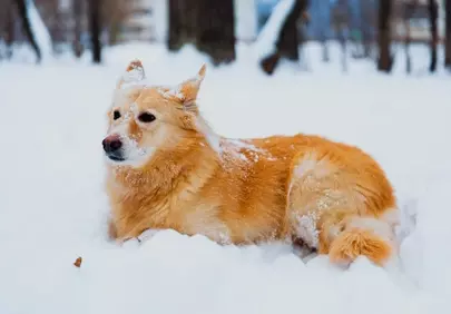 Charming Canine in a Winter Wonderland