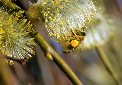 Vibrant Spring Awakening: Honey Bee on Willow Catkins