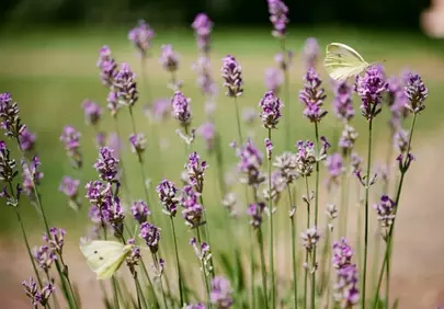 Charming Butterfly Rests on Vibrant Lavender Bush