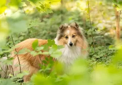 Enchanting Sheltie: A Woodland Wonderland Companion