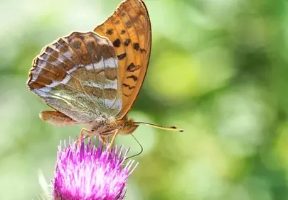 Stunning Macro: Butterfly on Vibrant Thistle Flower