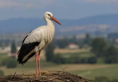 Majestic White Stork: Nature's Elegance in a Summer Landscape