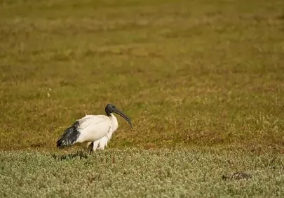 Majestic African Ibis: Solitary Grace in a Verdant Meadow