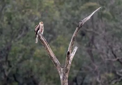 Majestic Whistling Kite Perched on a Barren Branch in the Australian Wilderness