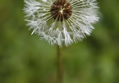 Enchanting Dandelion Seed Head: A Close-up of Nature's Delicate Beauty