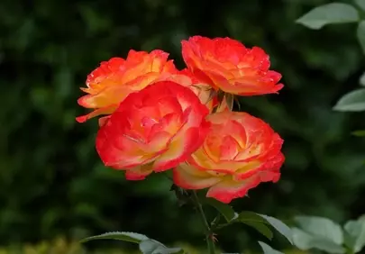Vibrant Orange and Red Roses with Dew Drops