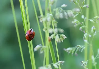 Vibrant Macro: Ladybug on Lush Green Grass