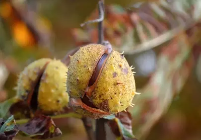 Autumn's Embrace: Bursting Chestnut Seed Detail