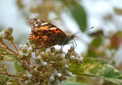 Vibrant Painted Lady Butterfly on Delicate Spring Blossoms