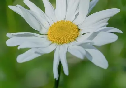 Vibrant Daisy Macro: Purity in Summer Bloom