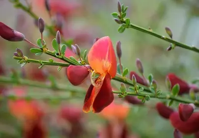 Vibrant Spring Broom Blooms: Nature's Fiery Embrace