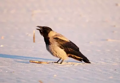 Enigmatic Crow Foraging at Bluish Beach Sunrise