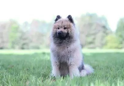 Majestic Eurasier Olaf: A Fluffy Friend in Nature