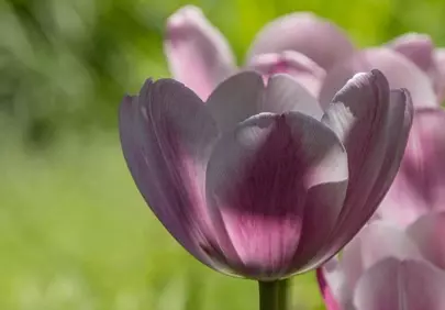 Stunning Pink Tulip Bloom: A Vibrant Spring Delight