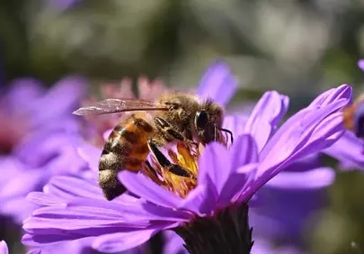 Vibrant Purple Aster: Bee's Essential Pollination Journey in Autumn