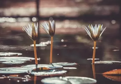 Serene Water Lilies: Autumn Pond Reflections