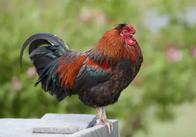 Majestic Rooster with Iridescent Feathers