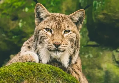 Majestic Eurasian Lynx: Predator's Gaze in Verdant Wilderness