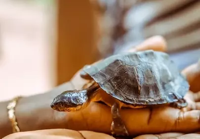 Enchanting Glimpse: Tiny Turtle Nestled in Caring Hands