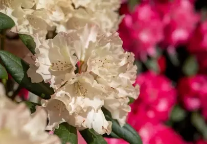 Vibrant Rhododendron Blooms: A Spring Garden Delight