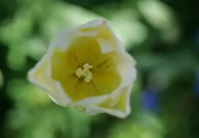 Vibrant Yellow Tulip: A Macro Spring Blossom