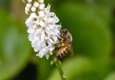 Vibrant Spring Macro: Honeybee Pollinating White Blooms