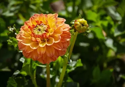 Vibrant Orange Dahlia: A Summer Blossom in Full Radiance