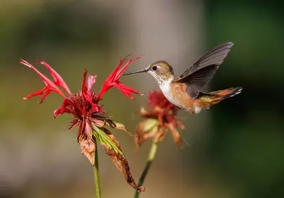 Vibrant Rufous Hummingbird Nectaring on a Fiery Red Flower