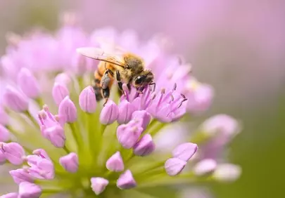 Vibrant Macro: Honeybee Pollinating a Lilac Allium Flower