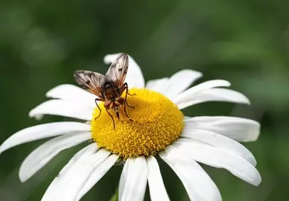 Vibrant Daisy Macro: Fly's Delicate Dance on Petals