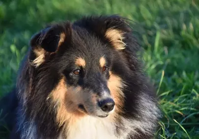 Majestic Tricolor Shetland Sheepdog Gazing Thoughtfully