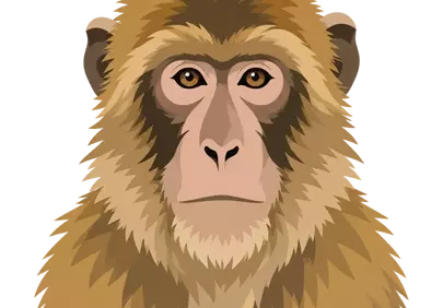 Striking Barbary Macaque Portrait: Golden Fur and Amber Eyes