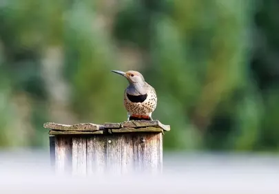 Vibrant Northern Flicker Perched: A Glimpse of Spring Wildlife