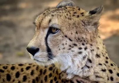 Majestic Cheetah Portrait: Nature's Ultimate Speed Demon