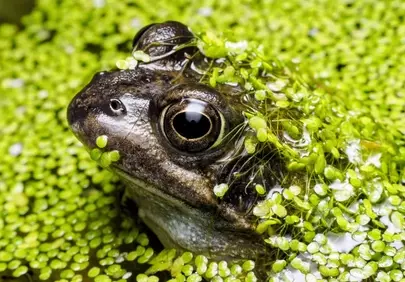 Enchanting Green Frog Blends Seamlessly in Pond Camouflage