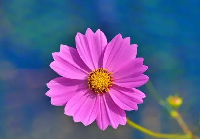 Vibrant Pink Cosmos: Delicate Summer Bloom in Macro