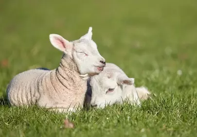 Adorable Lambs Relaxing in Sunny Spring Meadow