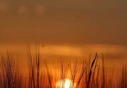 Golden Hour Glow: Tranquil Sunset Over Grassy Horizon