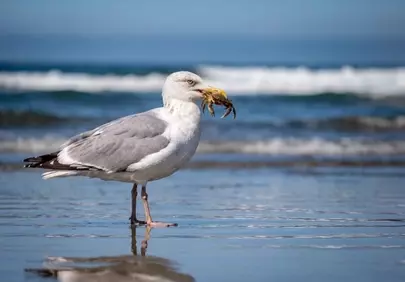 Dramatic Moment: Seagull Captures Crab on Sunny Beach