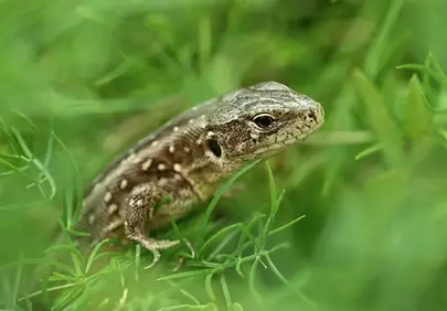 Hidden Gem: Lizard's Spring Camouflage in Lush Green