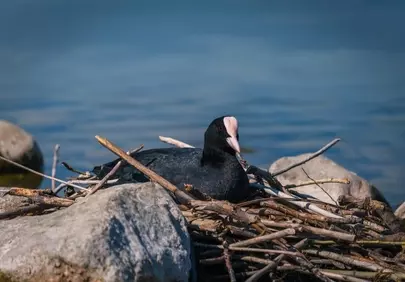 Serene Coots: Lakeside Nests and Spring Life