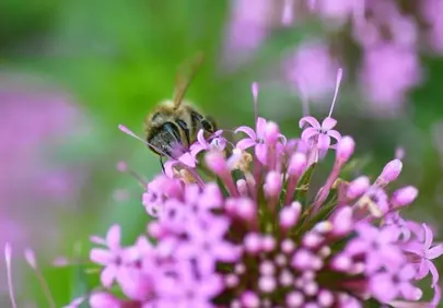 Vibrant Macro: Honey Bee Nectaring on Pink Flowers