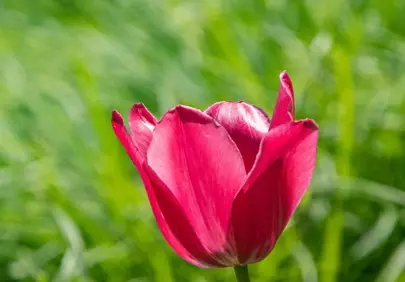 Vibrant Pink Tulip Bloom in a Sunny Spring Garden