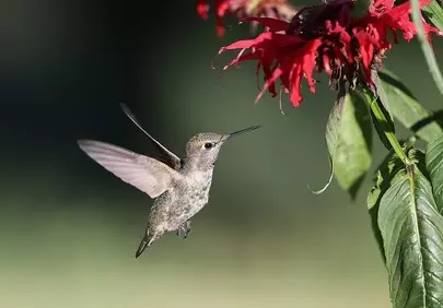 Vibrant Hummingbird Nectar Feast: A Nature's Delight