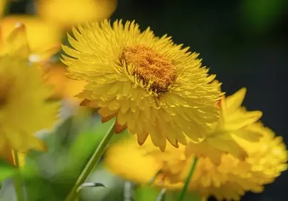 Vibrant Yellow Flower: Summer Garden Macro